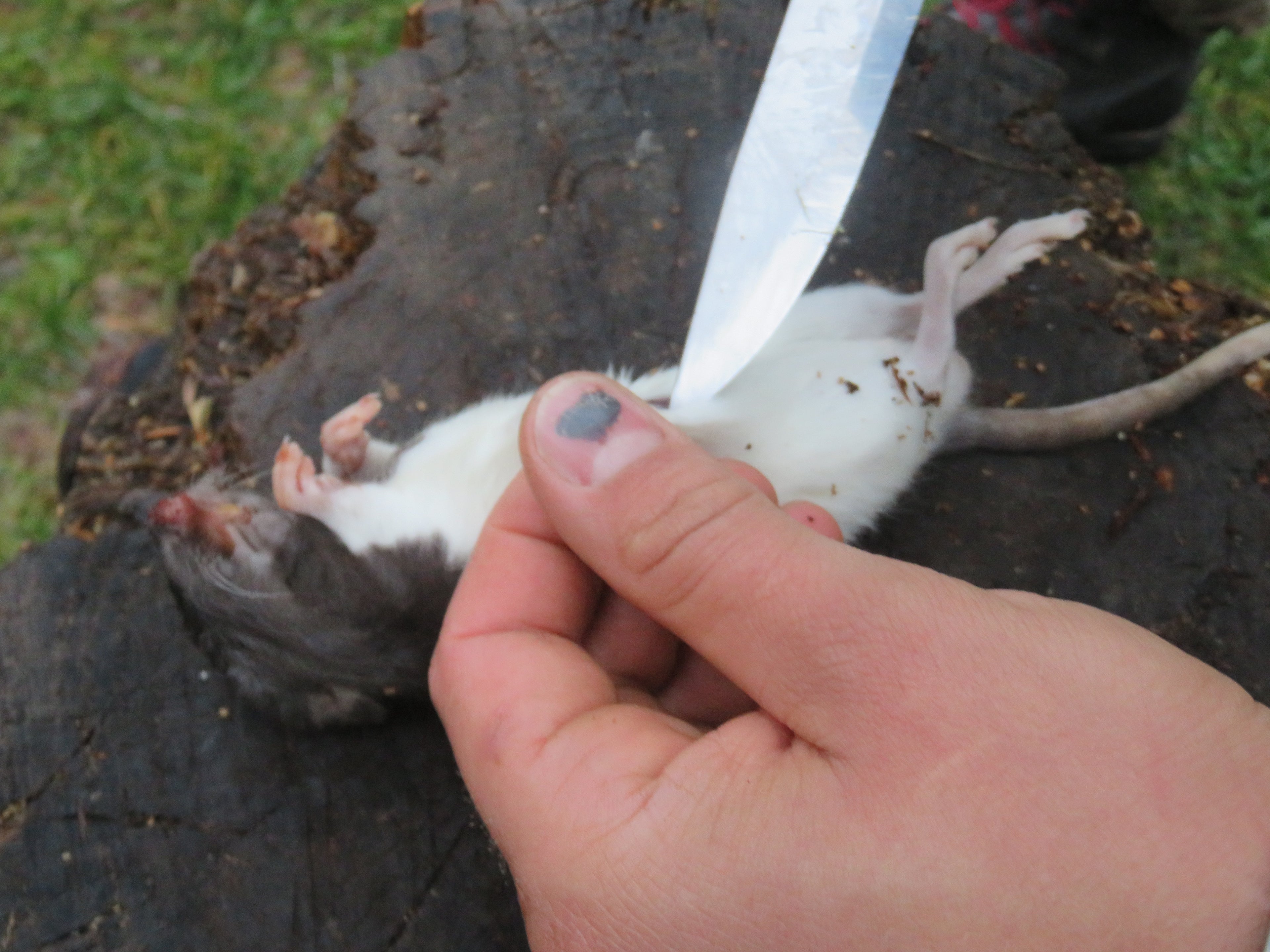 Jagdsimulation und Nahrungsgewinnung Survival Situation | 1-Tages Kurs