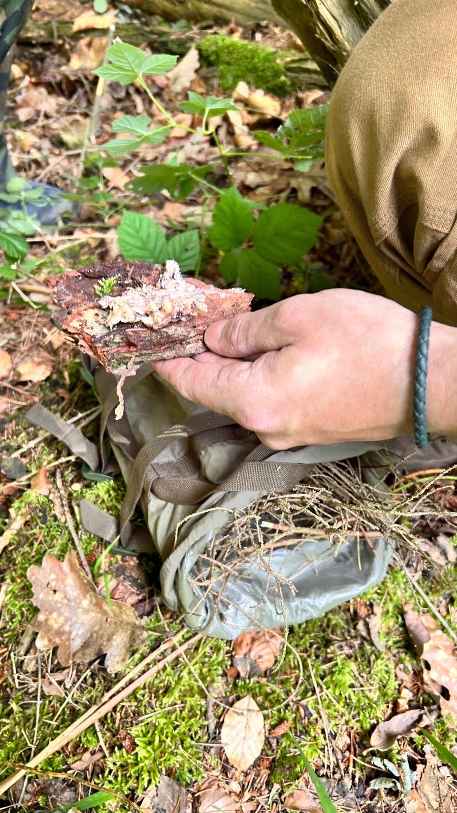 Essbare Wildpflanzen erkennen im Outdoor Kurs
