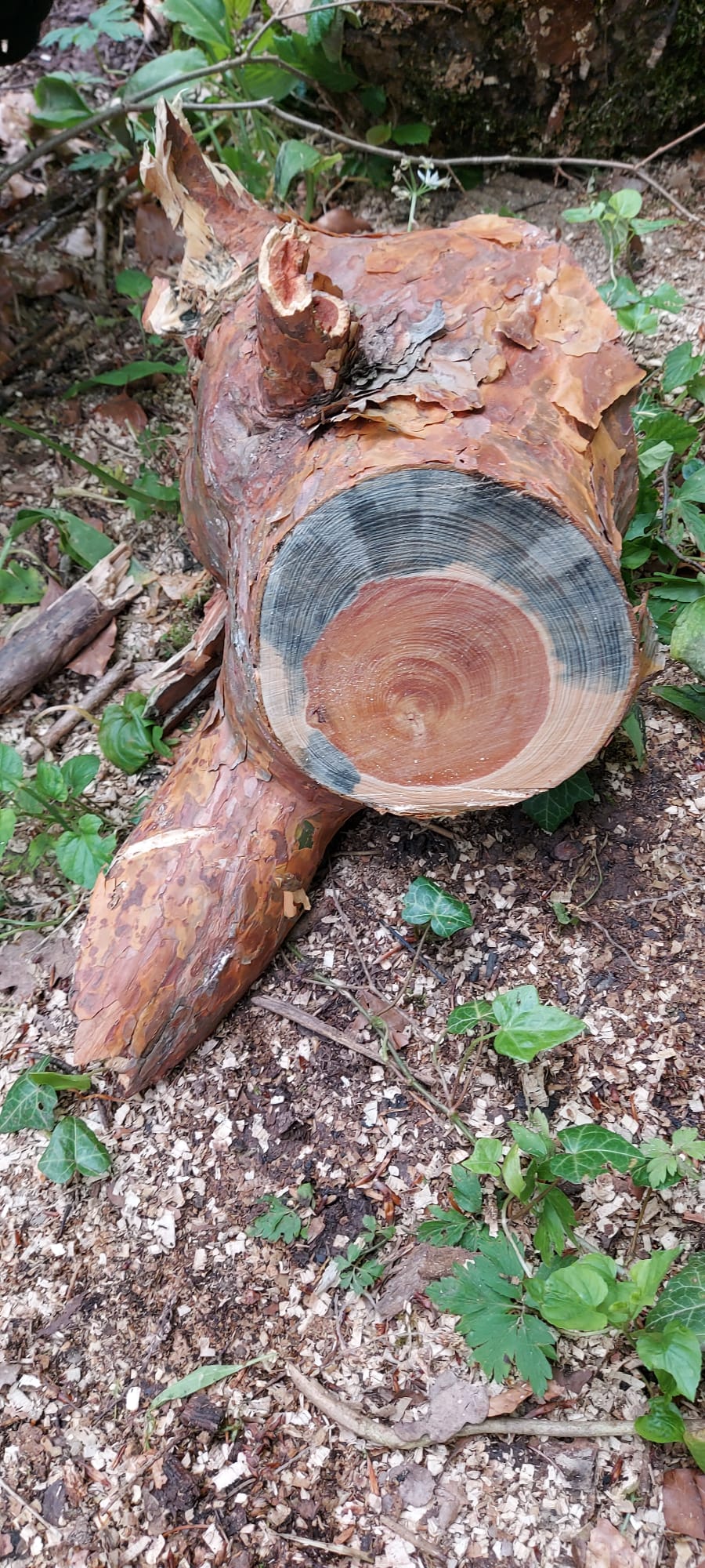 Bushcraft Workshop | 1-Tages Kurs