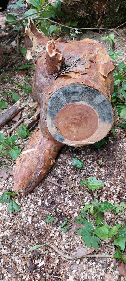 Bushcraft Workshop | 1-Tages Kurs
